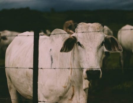 Agropecuária gera mais de 40 mil empregos nos primeiros dois meses de 2022