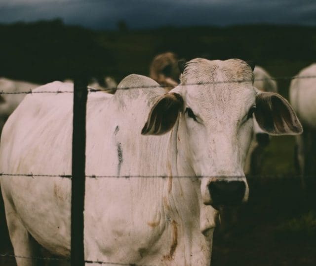 Agrishow 2023 projeta recorde de negócios no setor agropecuário