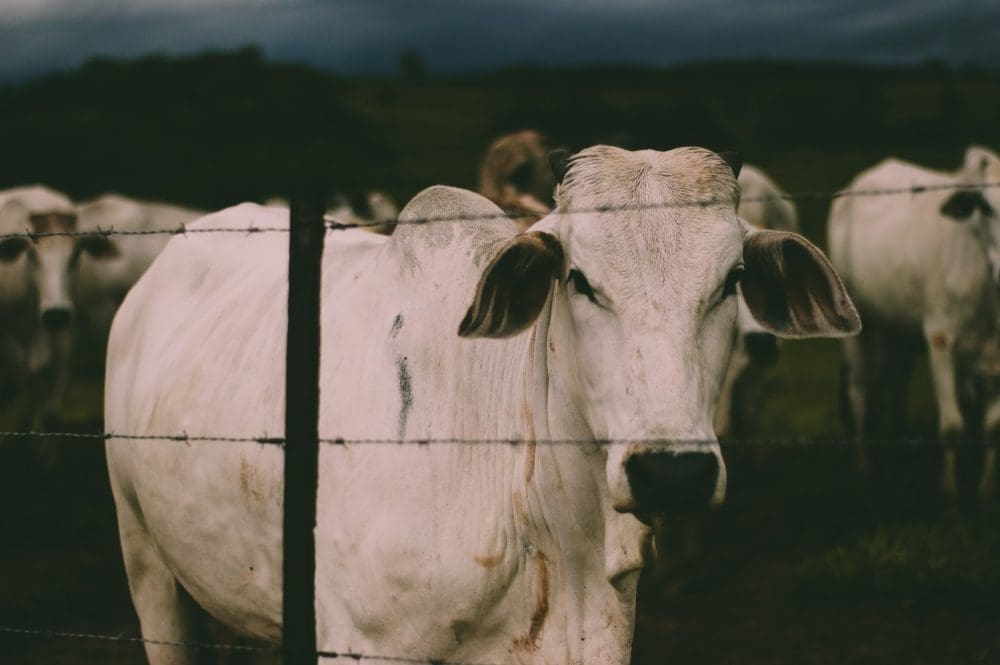 Agropecuária gera mais de 40 mil empregos nos primeiros dois meses de 2022