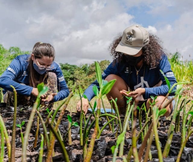 Cientistas e extrativistas se unem em projeto para preservar manguezais no Pará