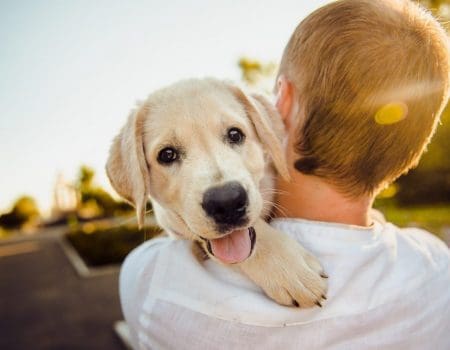 Como a vacinação de animais de estimação pode influenciar a vacinação humana, segundo estudo