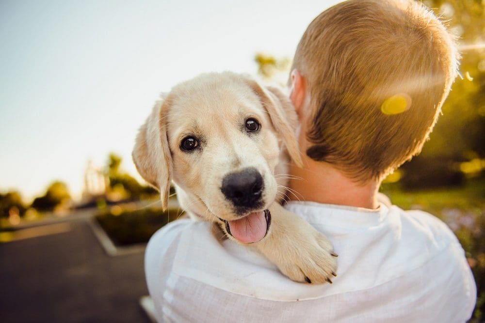 Como a vacinação de animais de estimação pode influenciar a vacinação humana, segundo estudo