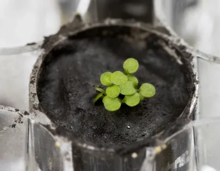 Cientistas cultivam plantas em solo lunar pela primeira vez na história