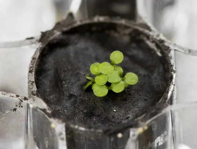 Cientistas cultivam plantas em solo lunar pela primeira vez na história