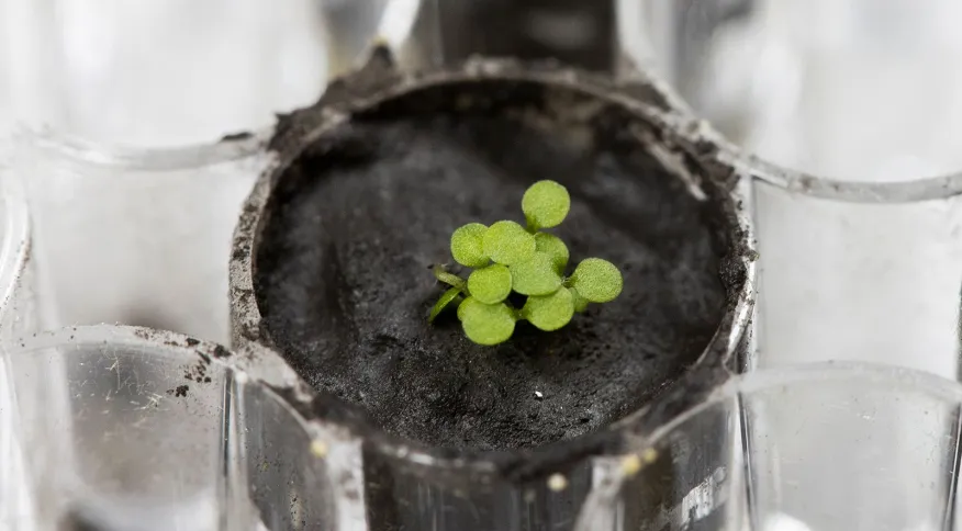 Cientistas cultivam plantas em solo lunar pela primeira vez na história