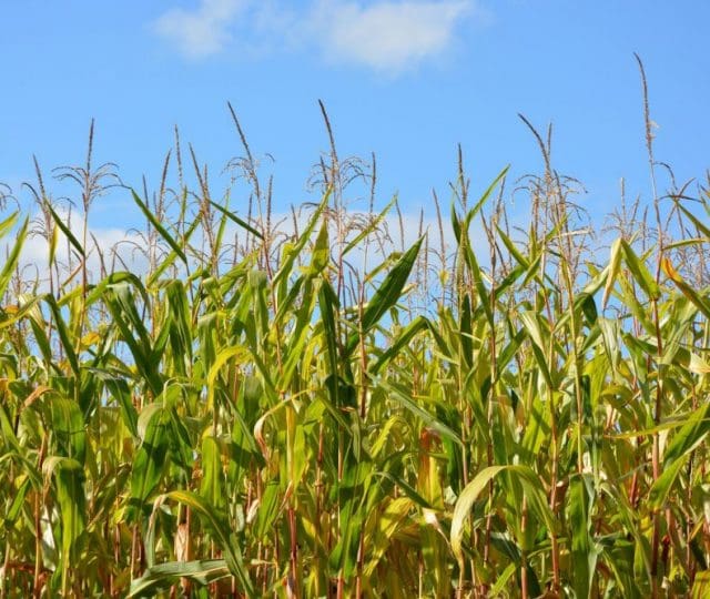 O Brasil e a América do Sul lideram o uso excessivo de agrotóxicos, alerta jornal francês