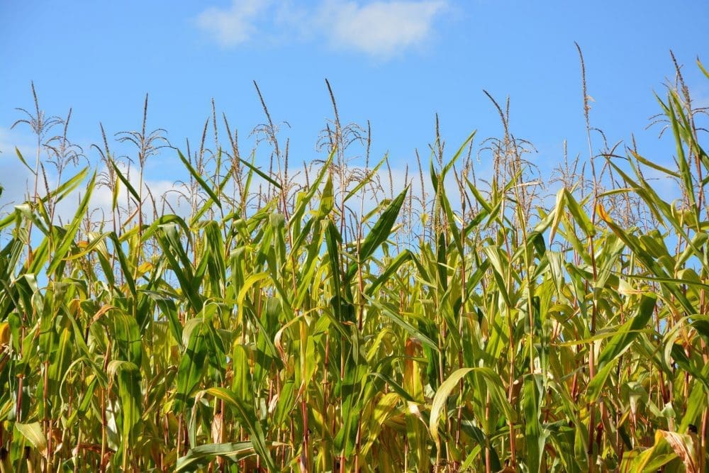 O Brasil e a América do Sul lideram o uso excessivo de agrotóxicos, alerta jornal francês