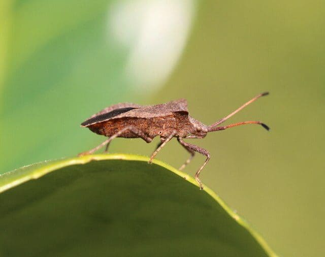 Dia Mundial da Doença de Chagas: infecção afeta 6 milhões de pessoas