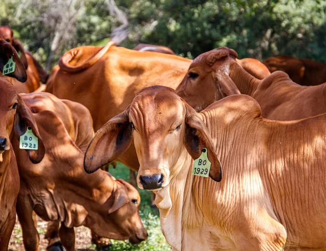 Febre Aftosa: campanha de vacinação começa nesta segunda-feira (01)