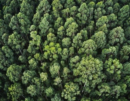 Como a inteligência artificial pode revelar os segredos das plantas e evitar a extinção de espécies