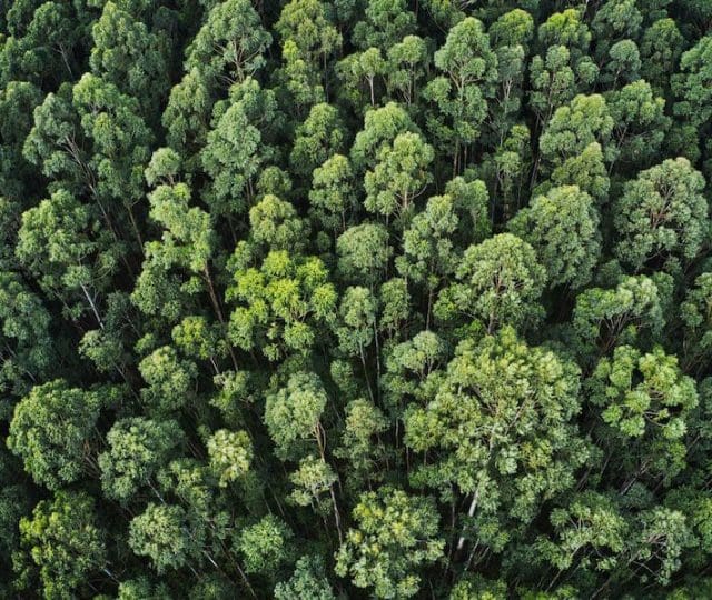 Lignina: o que é e por que é importante para as plantas