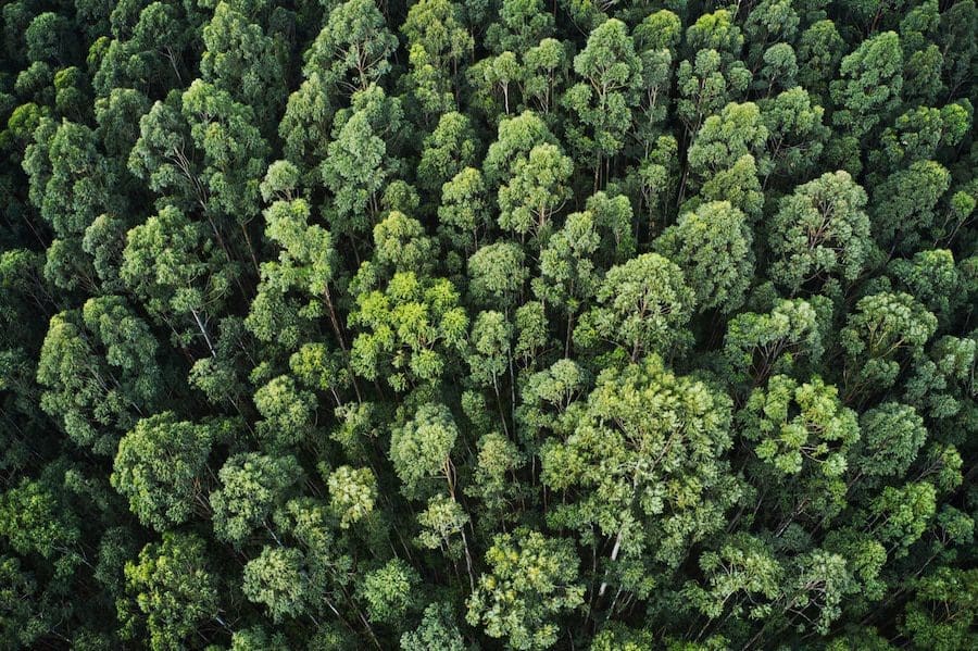 Como a inteligência artificial pode revelar os segredos das plantas e evitar a extinção de espécies