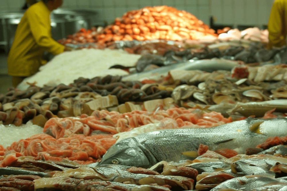 Pesquisadores encontram altos níveis de mercúrio em peixes consumidos no Brasil