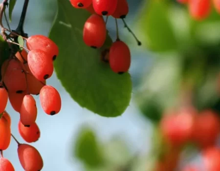 Berberina: o que é, para que serve e como usar