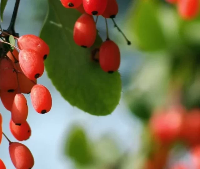 Berberina: o que é, para que serve e como usar