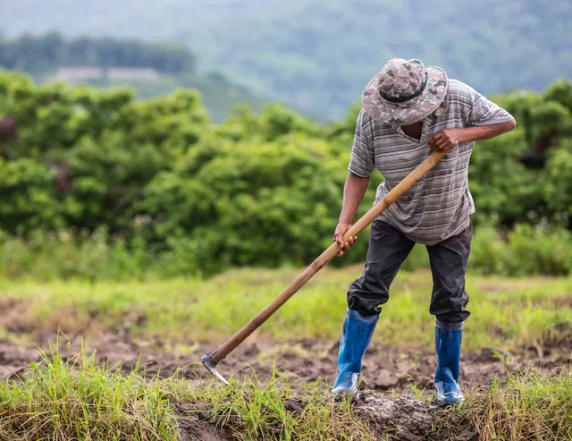 O cientista que defende o modelo brasileiro de agricultura sustentável para a África e outros países