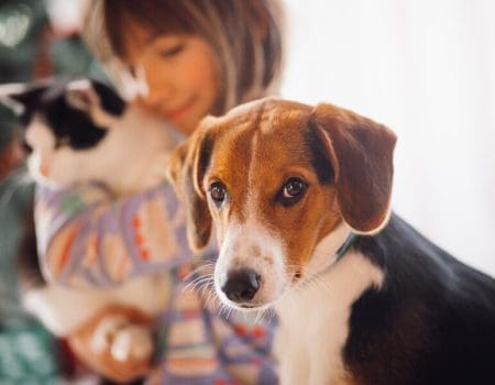 O que faz os cães felizes e saudáveis? A importância da socialização canina