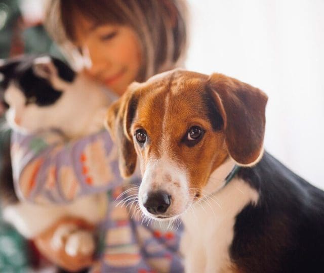 O que faz os cães felizes e saudáveis? A importância da socialização canina