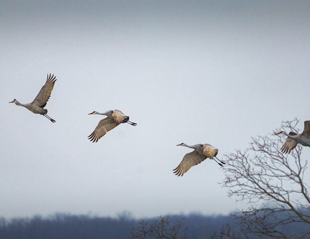 Aves migratórias se adaptam à mudança climática com a ajuda de cientistas