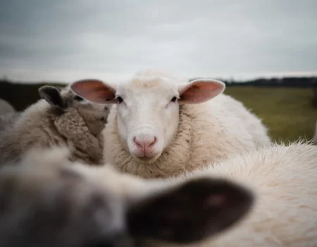 Dolly e seus descendentes: como a ovelha clonada mudou a ciência e a medicina