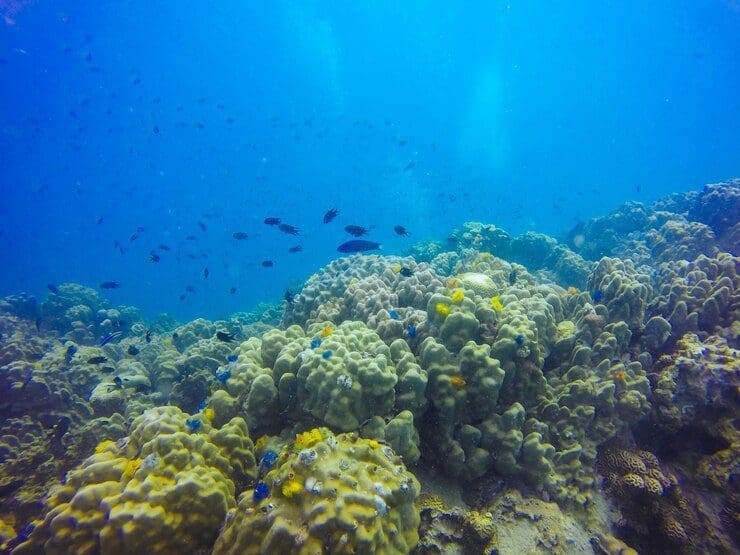 DNA ambiental e drones submarinos: uma nova forma de estudar os corais profundos