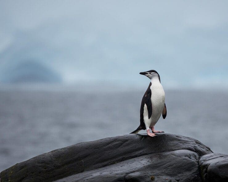 Descoberta de Gripe Aviária em pinguins na Antártica preocupa cientistas