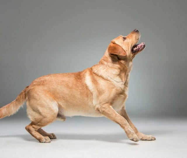 Medicamento inovador pode prolongar vida de cães de porte grande