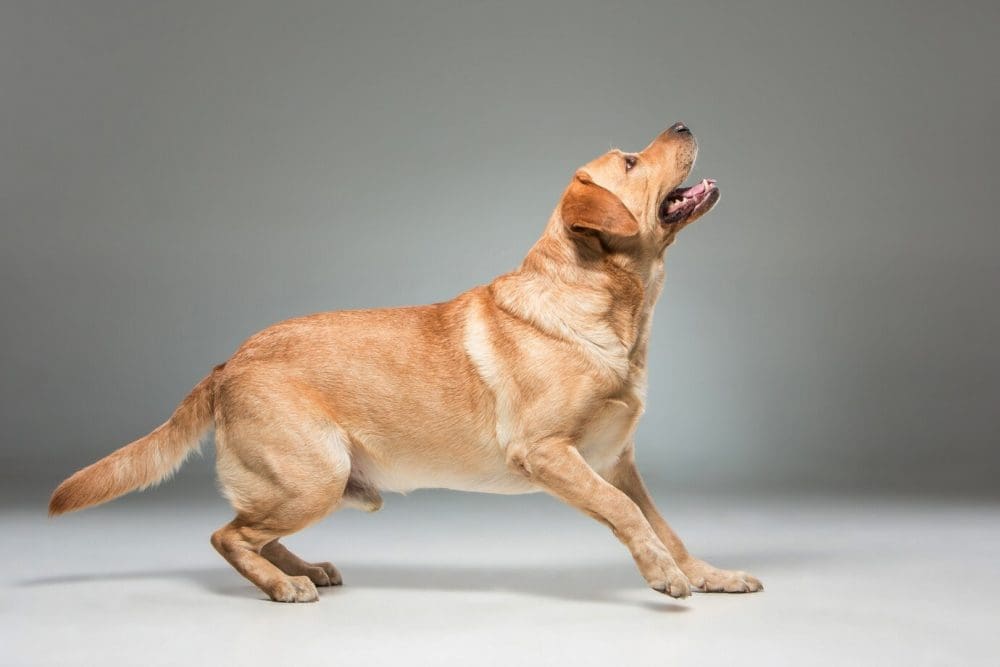 Medicamento inovador pode prolongar vida de cães de porte grande